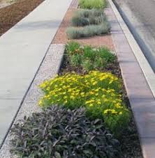 Parkway Landscaping Designs Google Search Sidewalk Landscaping Low Water Gardening Easy Landscaping