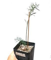 Image result for Macrotyloma stenophyllum