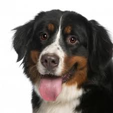 Op zoek naar berner sennen puppies? Waarom Mijn Berner Sennen Pup Kopen Bij Dogcatandco