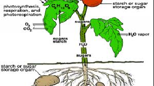 Maybe you would like to learn more about one of these? Respirasi Pada Tumbuhan Proses Manfaat Jenis Faktor Dan Zat Penghambat Dosenbiologi Com