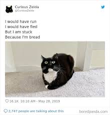 Funny Cat Tweets Curious Zelda Funny Animals Kittens Funny Funny Cats