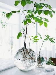 Keine Blumenerde Dank Hydroponik Pflanzen Avocado Pflanze Hydrokultur Garten