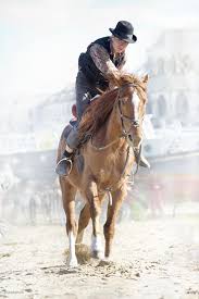 L'incedere elegante di un cavallo lasciato libero per la. Cavallo Galoppo Spettacolo Di Cavalli Galoppa Ruga Saltatore Equino Pikist