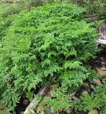 Image result for Oenanthe procumbens