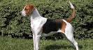English Foxhound Dog Breed Information - American Kennel Club