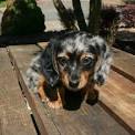 Mini / Miniature Dachshund Puppies for Sale - 50% OFF Prices