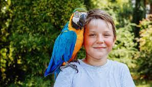 Keep Your Parrot Happy | Scarletts Parrot Essentials