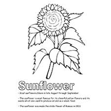 Realistic sunflowers coloring page for kids, flower coloring. 15 Beautiful Sunflower Coloring Pages For Your Little Girl