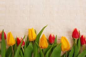 34,760 flowers black background premium high res photos. Closeup Red Yellow Tulip Flowers Background Bloom Border Colorful Decoration Flora Pxfuel