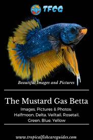 The puppies are getting bigger and bigger so they will move soon to an other aquarium. Mustard Gas Betta Images Care Guide Tfcg