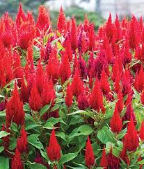 Celosia Arrabona Red Celosia At Burpee Com Fall Garden Planting Annual Flowers Autumn Garden