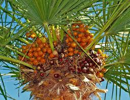 Image result for Chamaerops