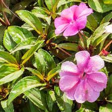 But, grown either way, they add tons of spectacular color to the dark corners of your landscape. Sunpatiens Growing Sowing Watering Diseases Care For This Sun Lover