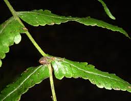 Image result for Pneumatopteris unita