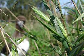 Image result for Bromus leptoclados
