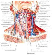 The main functions of the neck muscles are to permit movements of the neck or head and to provide structural support of the muscles of the neck can be divided into groups according to their location. Human Neck Muscles Diagram Koibana Info Throat Anatomy Anatomy Of The Neck Medical Drawings