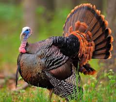 Wild Birds That Look Like Turkeys Grace Ful Things Wild Turkey Turkey Bird Pet Birds