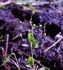 Image result for Samolus