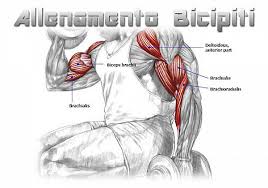 Esercizi per allenare i bicipiti in casa gli esercizi per allenare i bicipiti, come sicuramente saprai, sono numerosi, esistono quelli a corpo libero, che in realtà allenano molte fasce muscolari, bicipiti compresi, e poi esistono quelli che puoi fare sfruttando gli attrezzi da palestra o i manubri. Allenamento Per Bicipiti Piu Grandi In 6 Settimane