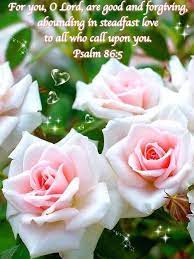 Pin By Elizabeth On P I N K W H I T E Rose Hybrid Tea Roses Beautiful Roses