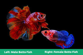 Male bettas can be more aggressive than their female counterparts. Male Vs Female Betta Fish Visual Behavioral Differences Pet Keen