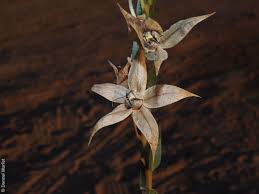 Image result for Trichodesma zeylanicum