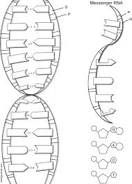 Each of the following mrna samples was taken from volunteer snorks. Dna The Double Helix Coloring Worksheet