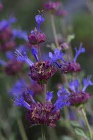 Salvia 'celestial blue' (also known as celestial blue sage or las pilitas sage), is a hybrid cross between salvia clevelandii (cleveland sage or chaparral sage) and s. Celestial Blue Sage Salvia Celestial Blue