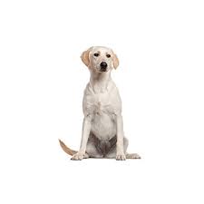 Price can be an indication towards the quality of the puppies breed lines and the breeders. Labrador Retriever Puppies Petland Orlando South