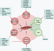 Image result for Cachexia in Cancer