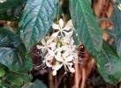 Image result for Clerodendrum lutambense