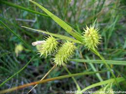 Image result for Carex angolensis
