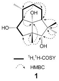 Image result for Senecio hadiensis