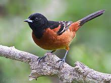 Black Birds In Ohio Orchard Oriole Wikipedia The Free Encyclopedia Oriole Bird World Birds Birds For Kids