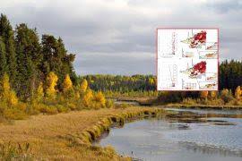 Image result for Mimulopsis arborescens