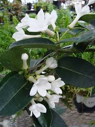 Image result for Stephanotis