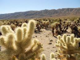 Official instagram of joshua tree national park. Cholla Cactus Garden Joshua Tree National Park National Parks Blog
