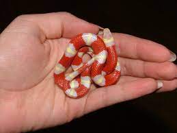 Baby Albino Milk Snake Milk Snake Snake Super Snake