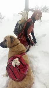 Girl And Dog Rescue Mother Goat And Her Newborn Baby The Dodo Dog Friends Girl And Dog Cute Animals