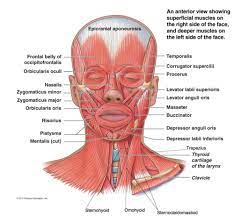 The deep neck muscles (figure 7.18 and table 7.7) include neck flexors, located along the anterior surfaces of the vertebral bodies, and neck extensors, located posteriorly. Human Anatomy Muscles Head Neck Muscles Pictures Flashcards Quizlet