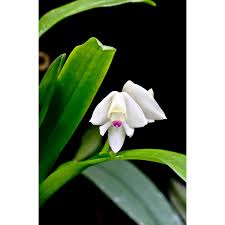 Image result for Polystachya virginea