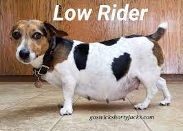 Pregnant Jack Russell Terrier Due Any Day Goswick Shorty Jacks Goswickshortyjacks Jackrussellterrier Jack Russell Terrier Jack Russell Cute Dogs