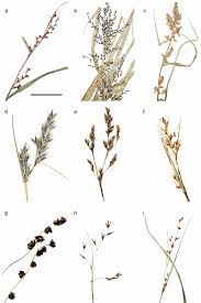 Image result for Scleria