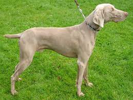 May 17, 2020 · in other words, the weimaraner is blue, gray, or silver gray. Weimaraner Wikipedia
