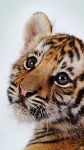 Wallpaper Of Tigers Posted By Michelle Simpson