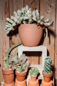 I'm asking advice on where the best place to buy/trade for one. How To Not Kill Your Fancy New Cactus Gq