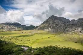 Image result for Olinia chimanimani