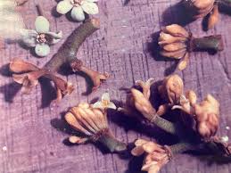 Image result for Terminalia trichopoda