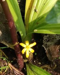 Image result for Curculigo latifolia