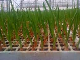 Hydroponic Spring Onion Youtube